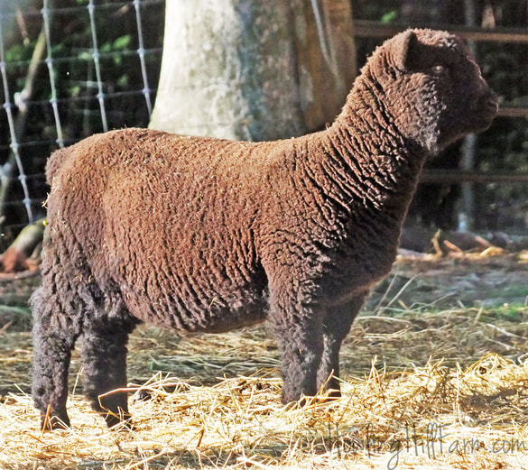 Black Babydoll ewe lamb