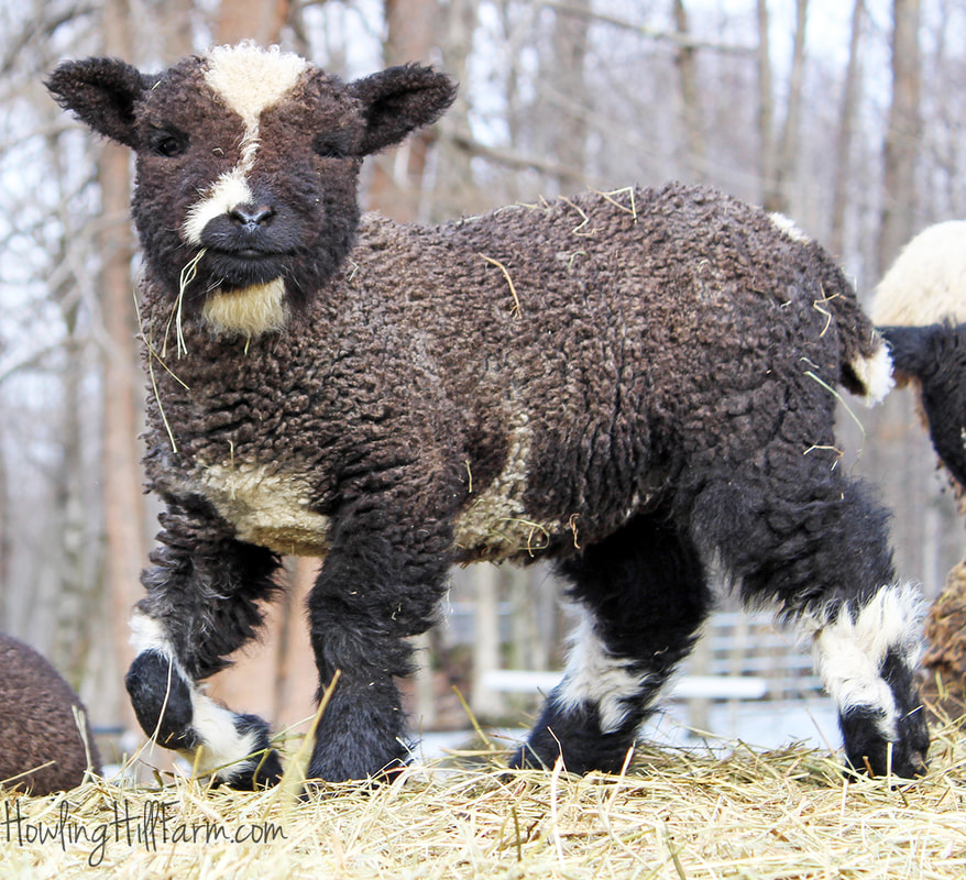 Harlequin lamb